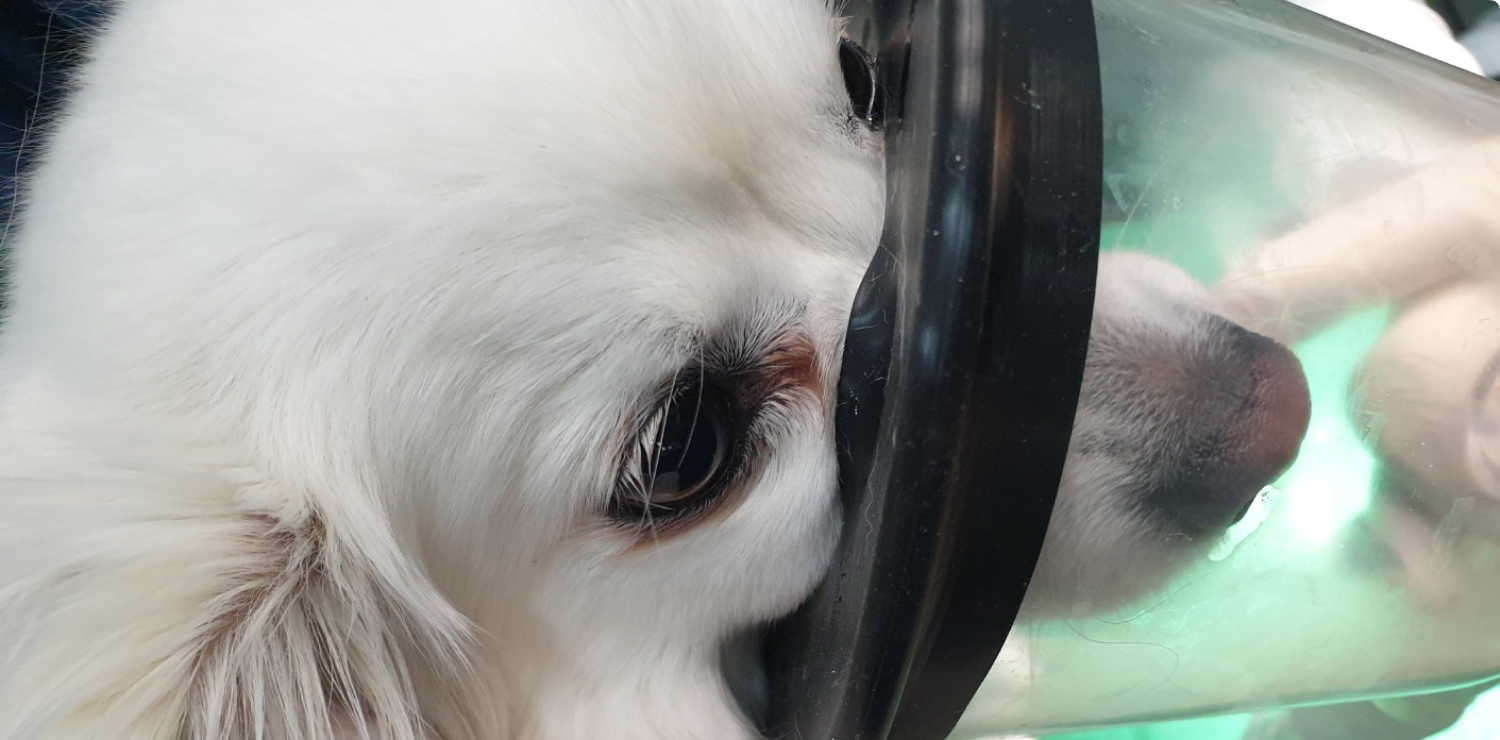 마취 진행 및 모니터링