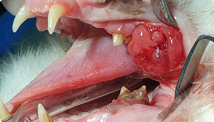 고양이 구강종괴<br> (호산구성 육아종성 구내염)<br> 치료전