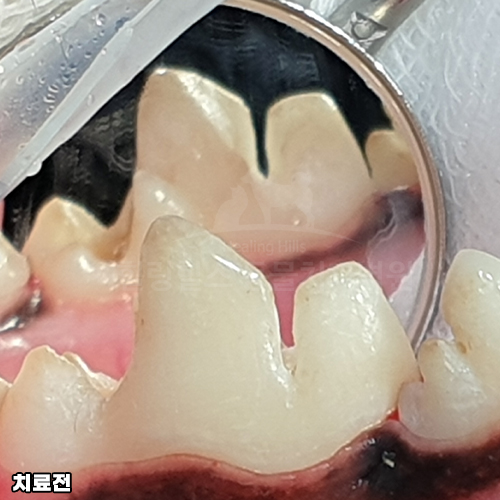 샘플