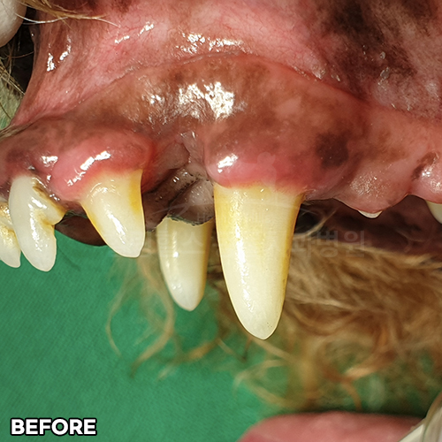 샘플