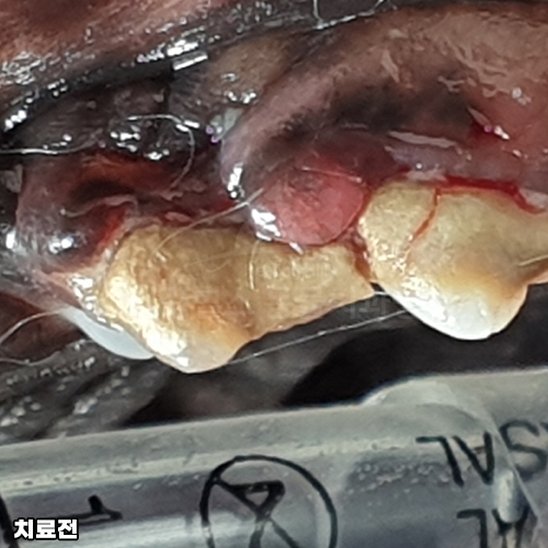 샘플 이미지