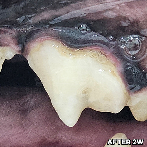 샘플 이미지